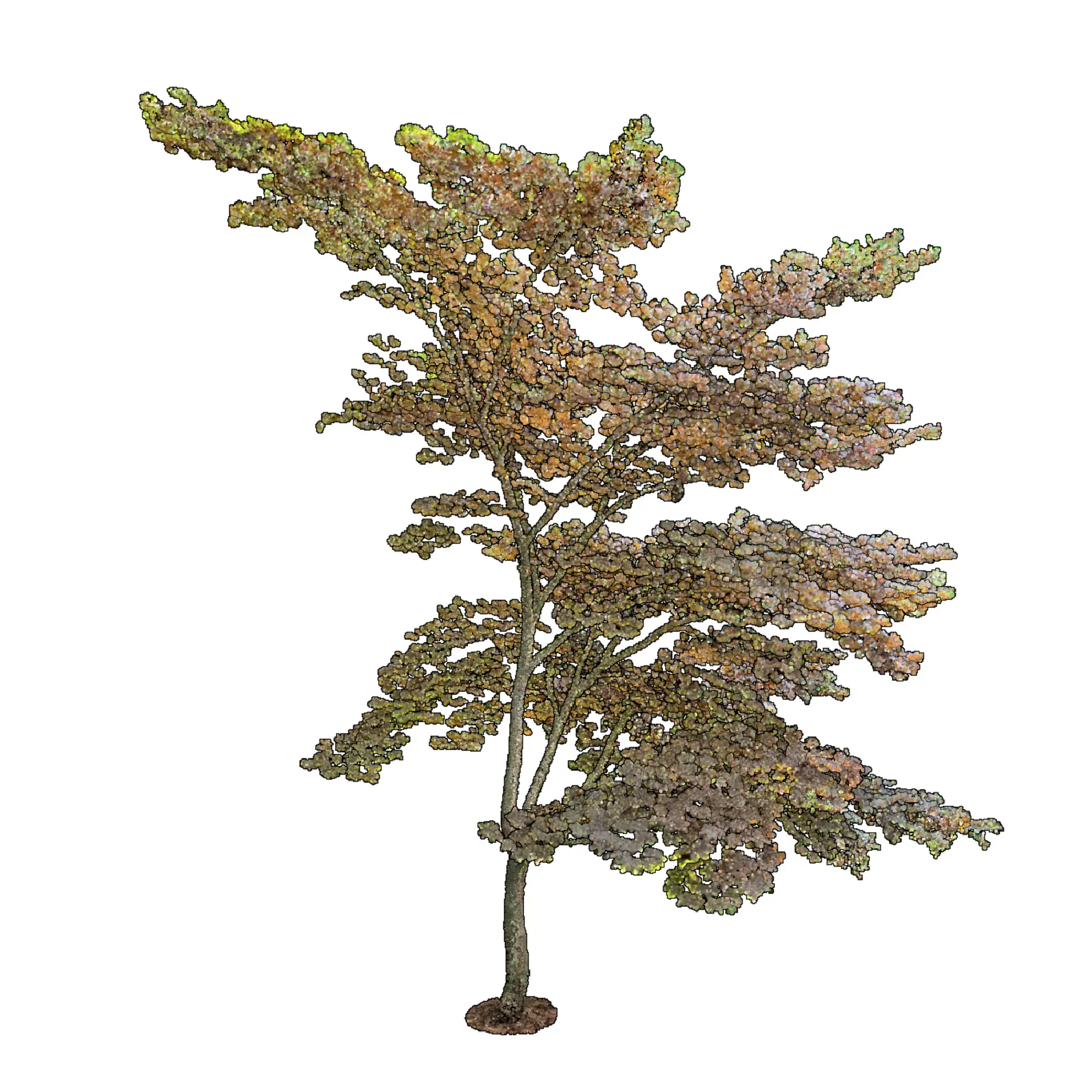 Acer palmatum