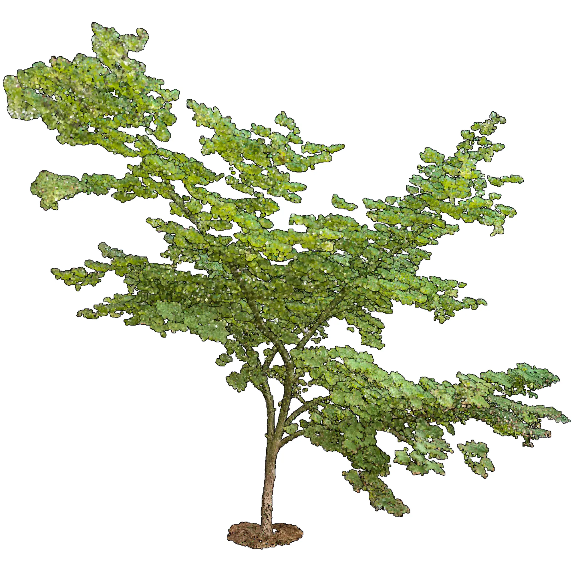 Acer palmatum