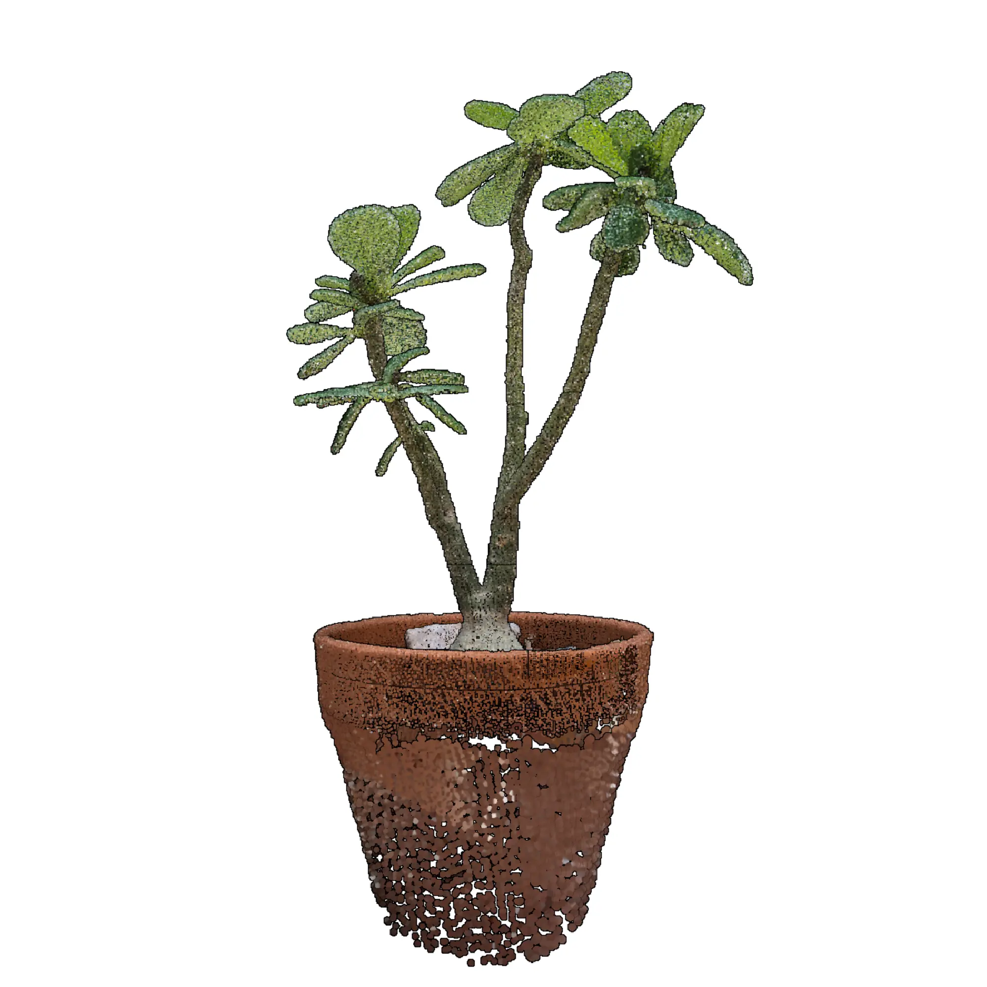 Adenium obesum