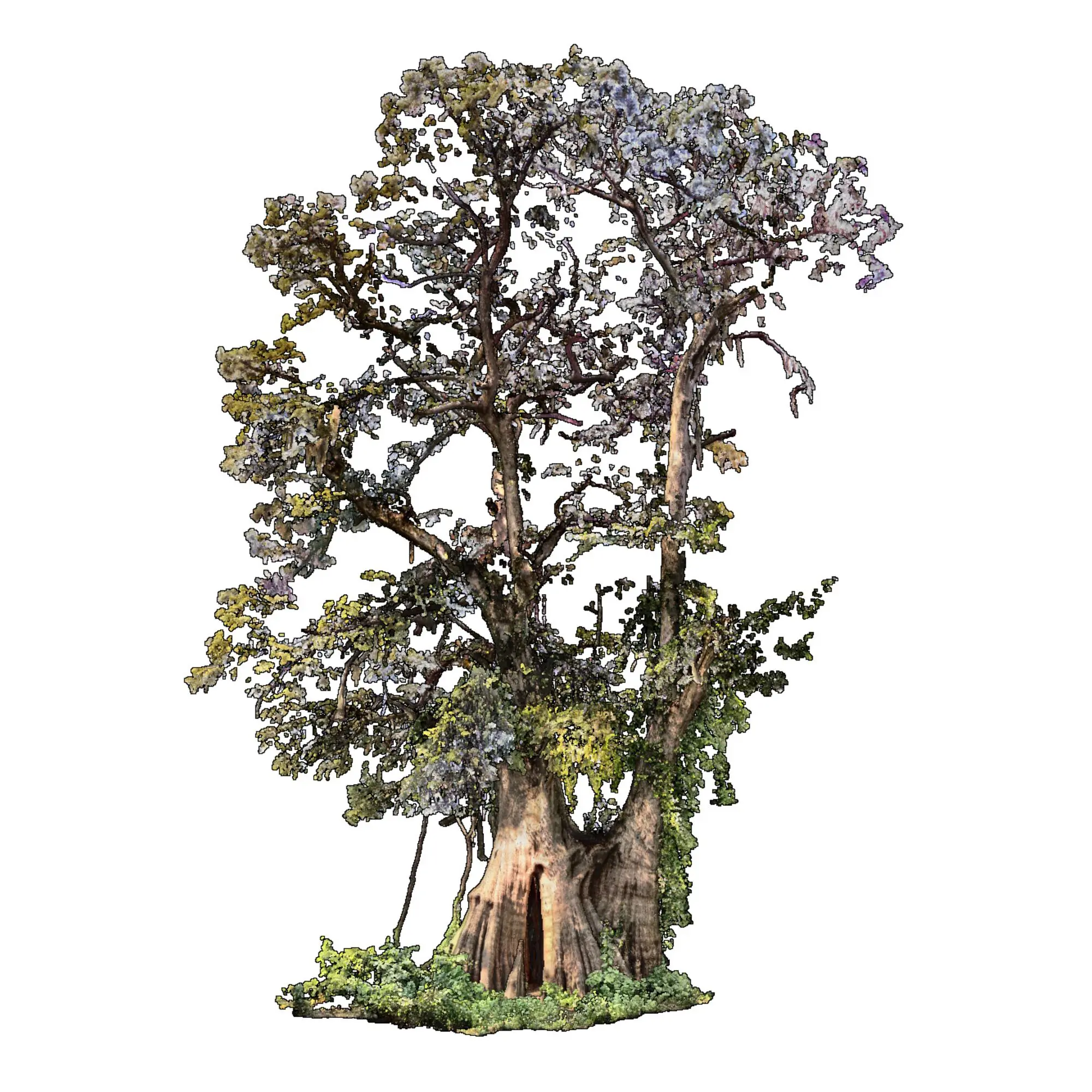 Big Cypress