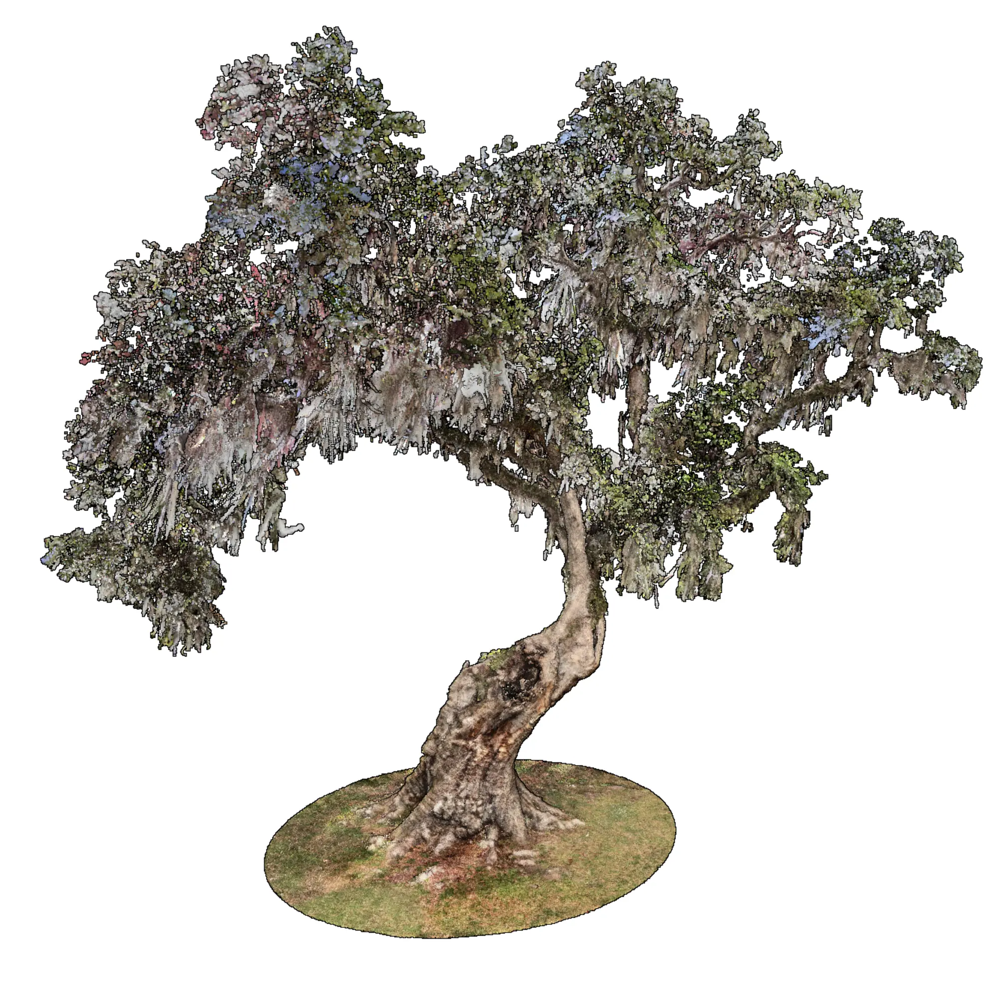 Cleveland Oak