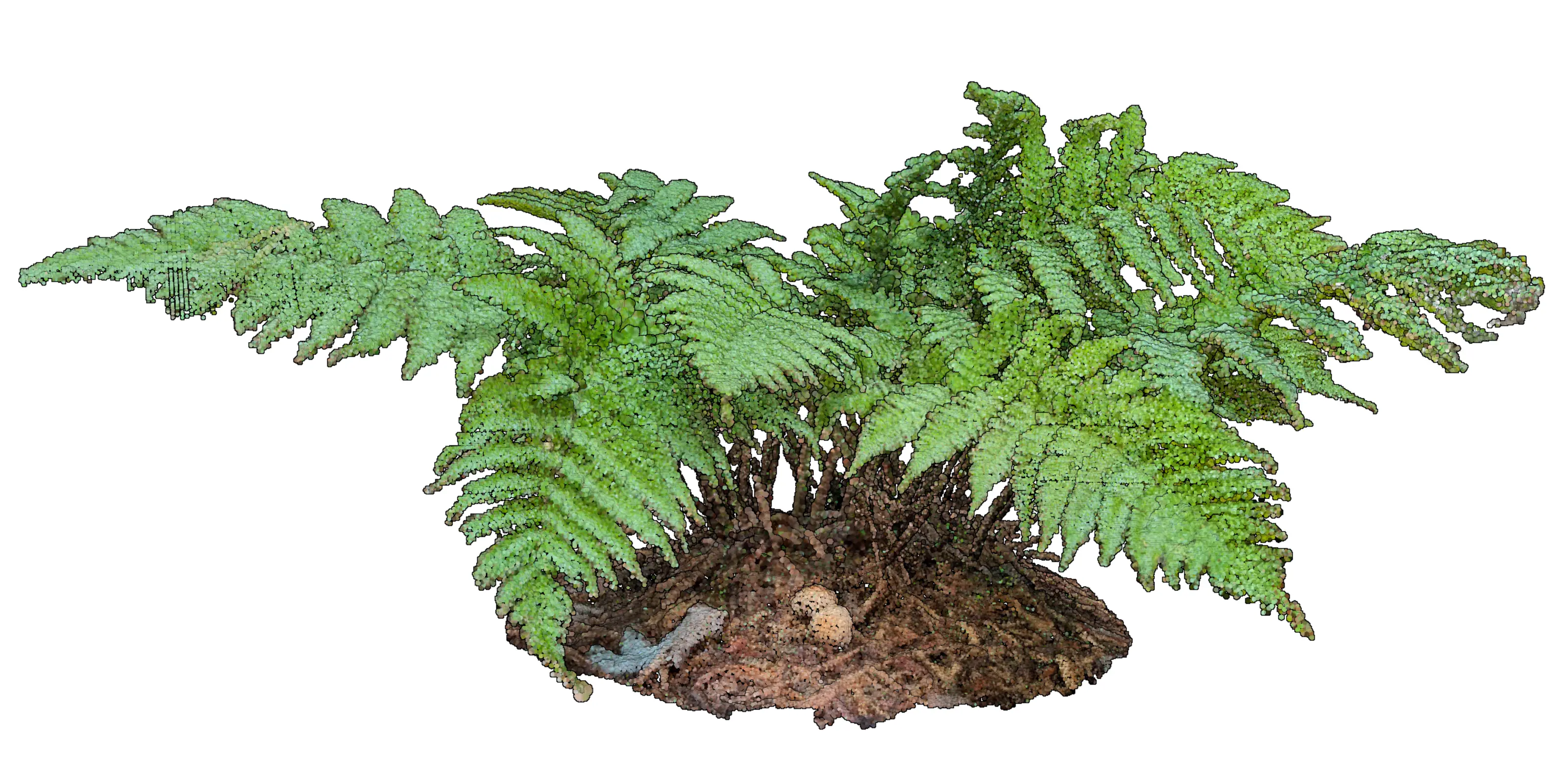 Dryopteris erythrosora