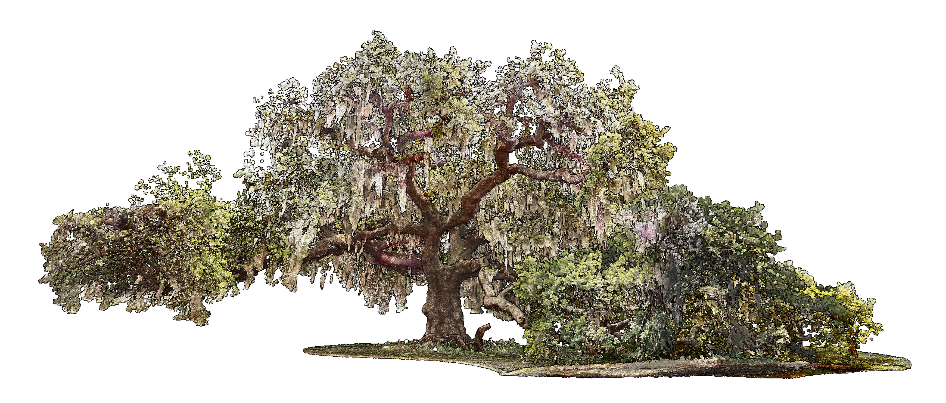 Duelling Oak