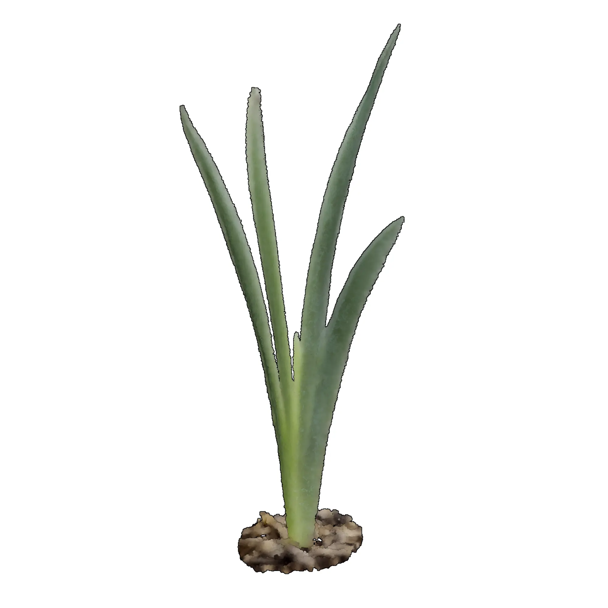 Iris x germanica