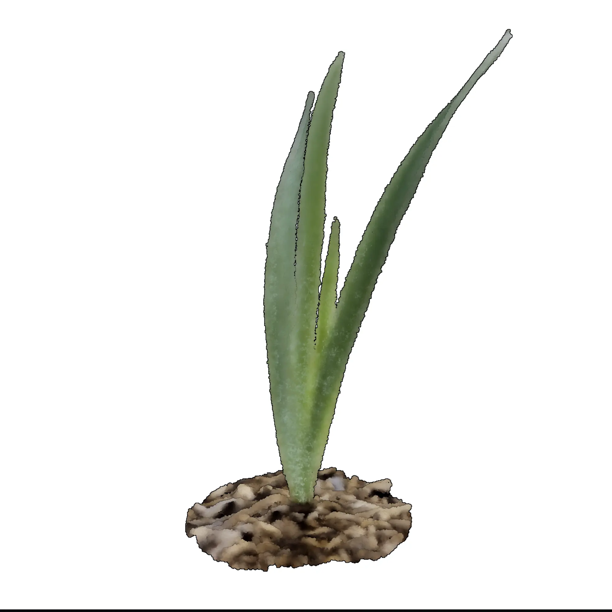 Iris x germanica