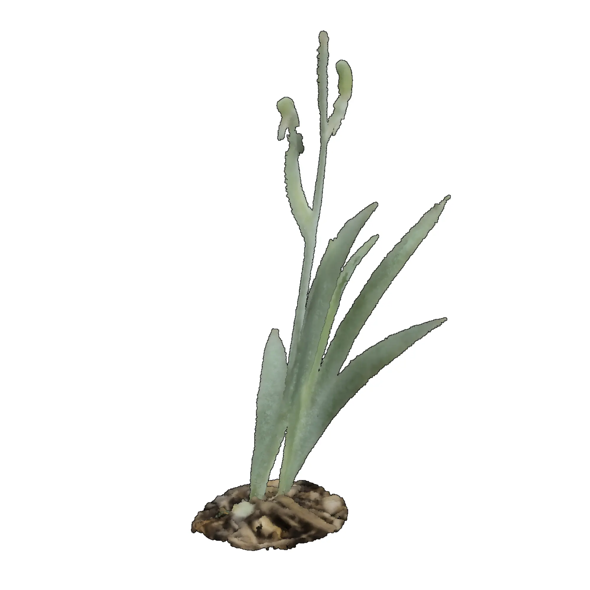 Iris x germanica