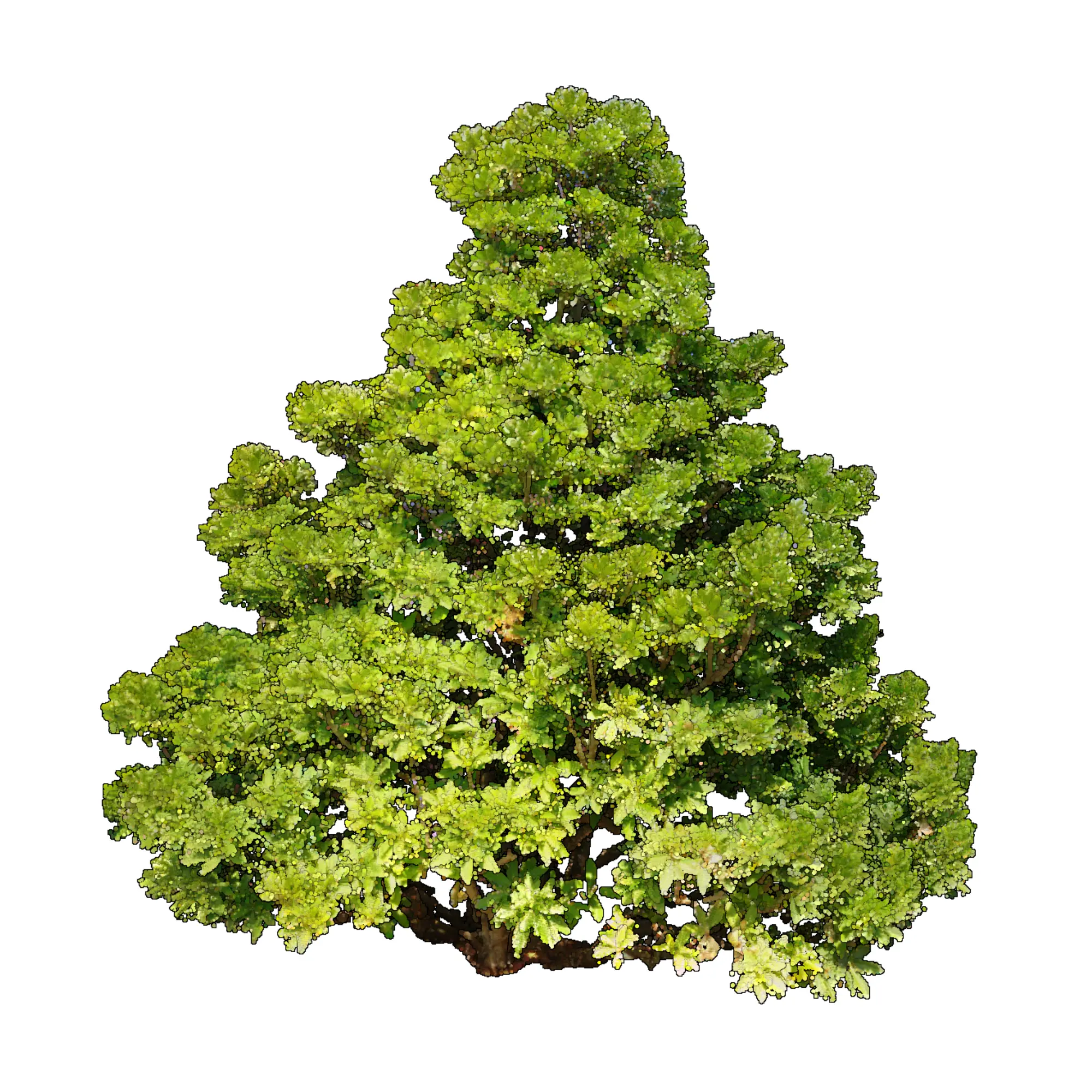 Morella californica