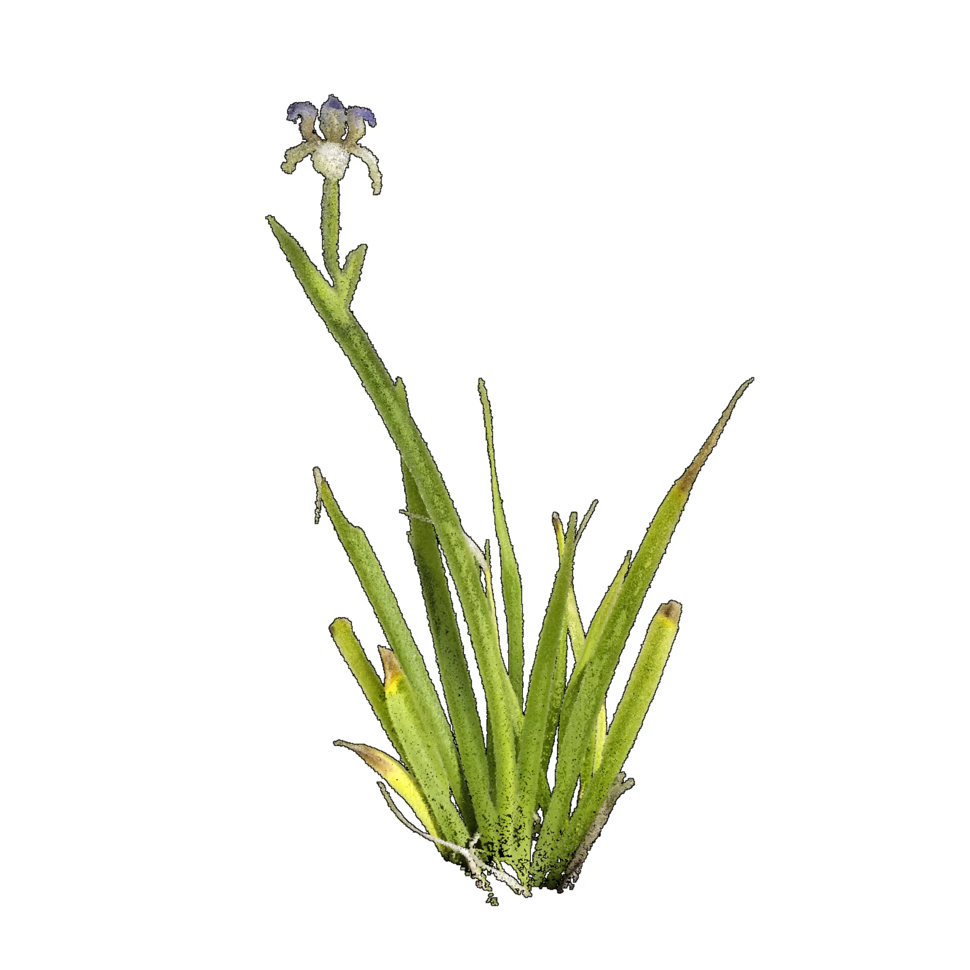 Neomarica caerulea