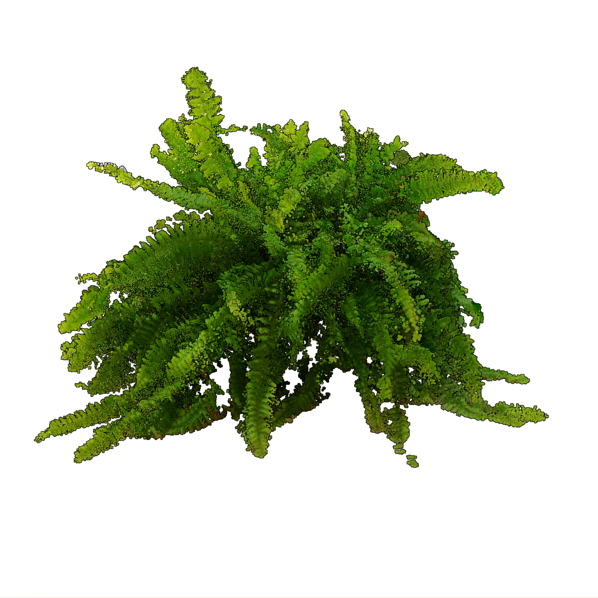 Polystichum acrostichoides