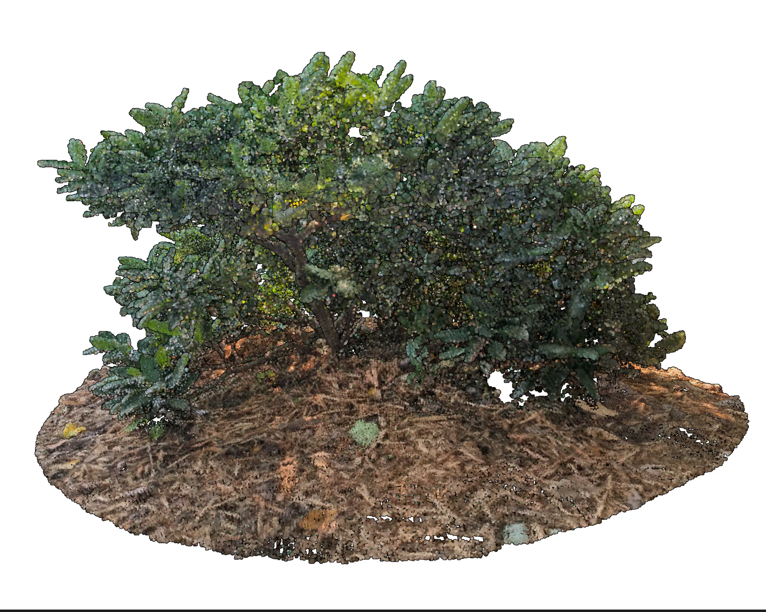 Prunus laurocerasus
