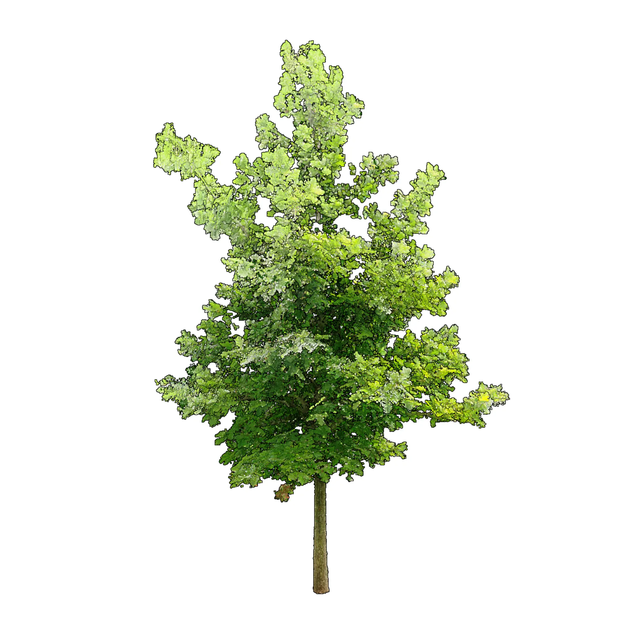 Quercus alba