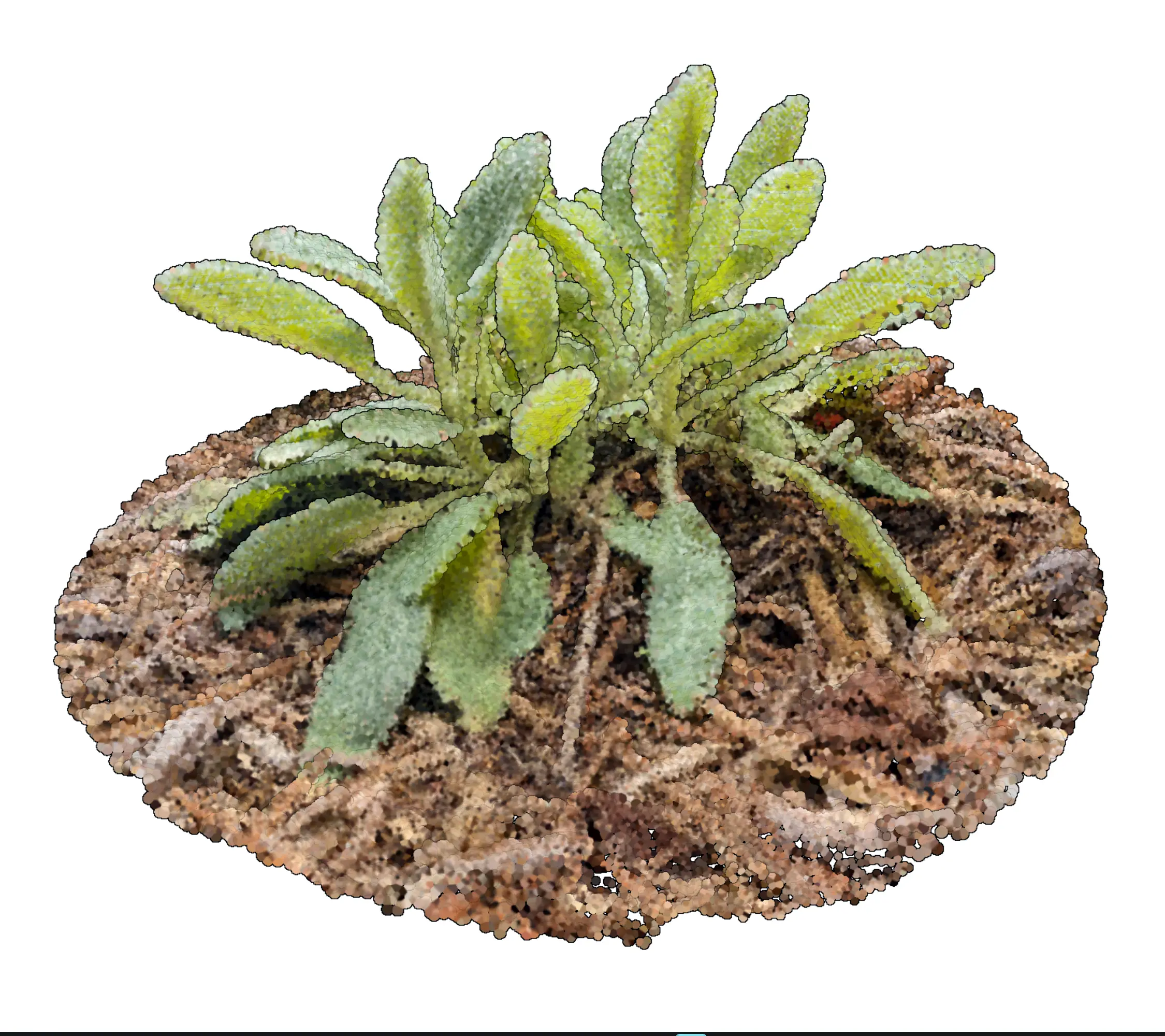 Stachys byzantina